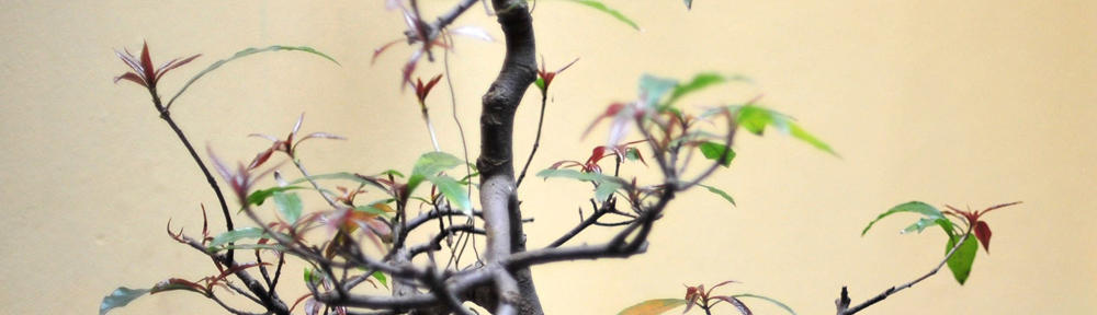 ケイのタイ現地採用 生活ブログ