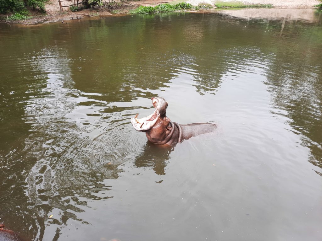 パタヤ シラチャ 動物が近い カオキアオ動物園の楽しみ方